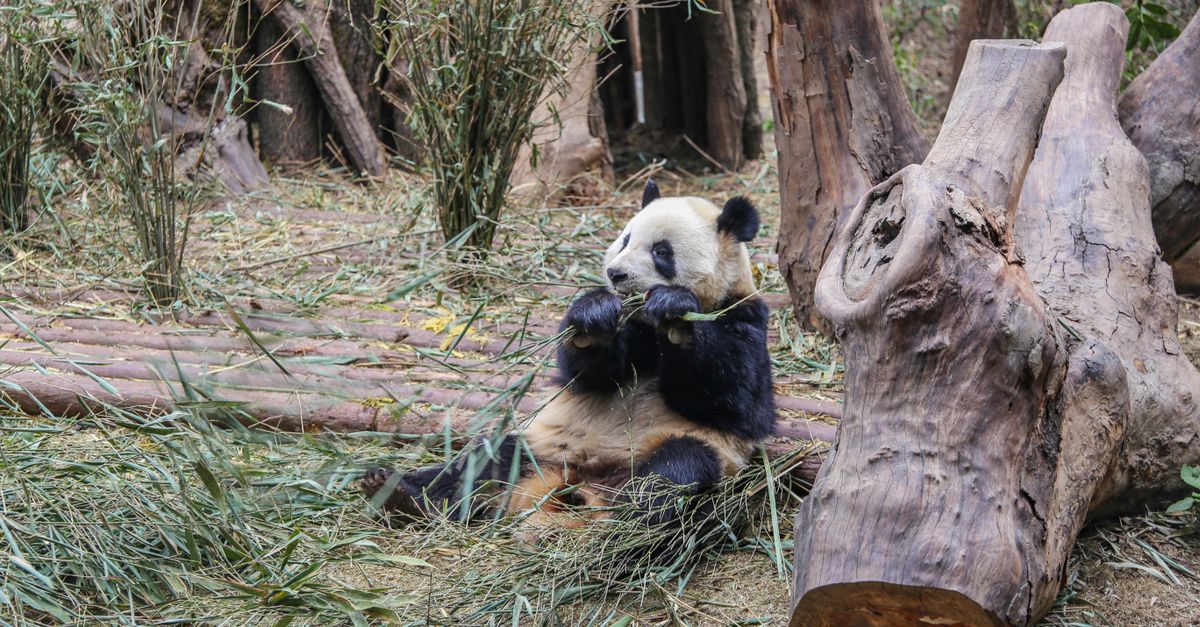 Why Should My Child Learn Mandarin?